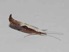 Honeysuckle Moth (Ypsolopha dentella)