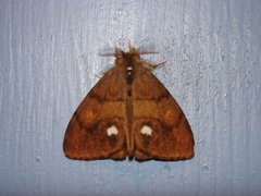 The Vapourer (Orgyia antiqua)