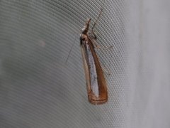 Pearl-band Grass Veneer (Catoptria margaritella)