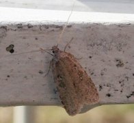 Common Flat-body (Agonopterix heracliana)