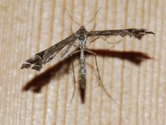 Beautiful Plume (Amblyptilia acanthadactyla)