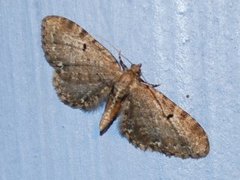 Brun dvergmåler (Eupithecia absinthiata)