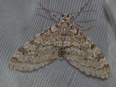 Early Tooth-striped (Trichopteryx carpinata)
