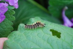 The Vapourer (Orgyia antiqua)