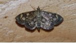 Elder Pearl (Anania coronata)