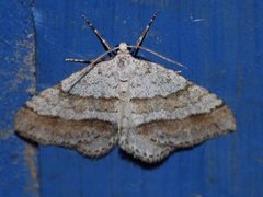 Linjelundmåler (Mesotype parallelolineata)