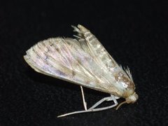 Mother of Pearl (Patania ruralis)