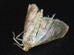 Mother of Pearl (Patania ruralis)