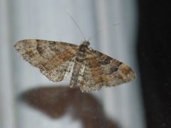 Double-striped Pug (Gymnoscelis rufifasciata)