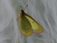 Moorland Clouded Yellow (Colias palaeno)