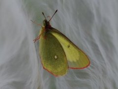 Myrgulvinge (Colias palaeno)