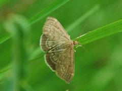 Marimjelleengmott (Anania fuscalis)