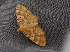 Small Yellow Wave (Hydrelia flammeolaria)