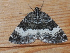 White-banded Carpet (Spargania luctuata)