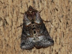The Spectacle (Abrostola tripartita)