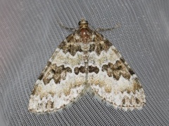 Broken-barred Carpet (Electrophaes corylata)