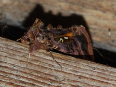 Fiolettbrunt metallfly (Autographa pulchrina)