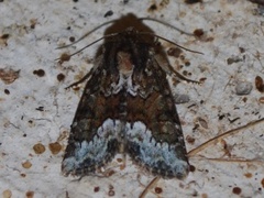 Marbled Minor (Oligia strigilis)
