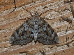Spruce Carpet (Thera variata)