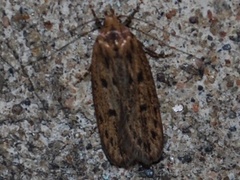 Brown House Moth (Hofmannophila pseudospretella)