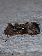 Beautiful Golden Y (Autographa pulchrina)