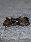 Fiolettbrunt metallfly (Autographa pulchrina)