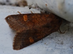 Variabelt stengelfly (Amphipoea fucosa)