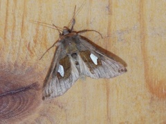 Storflekket metallfly (Autographa bractea)