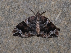 The Phoenix (Eulithis prunata)