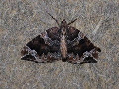 Hagebærmåler (Eulithis prunata)