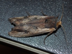 Red Sword-grass (Xylena vetusta)