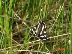 Wood Tiger (Parasemia plantaginis)
