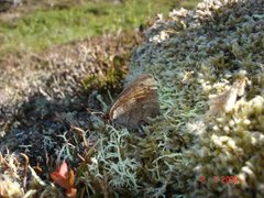 Dewy Ringlet (Erebia pandrose)