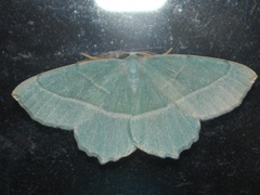 Light Emerald (Campaea margaritaria)