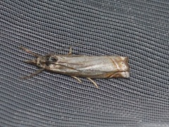 Hook-streaked Grass-Veneer (Crambus lathoniellus)
