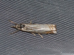 Smalstreknebbmott (Crambus lathoniellus)