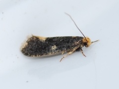 Carrion Moth (Monopis weaverella)