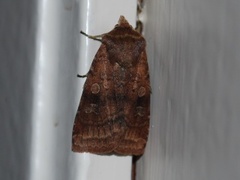Small Square-spot (Diarsia rubi)