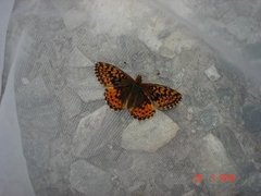 Myrperlemorvinge (Boloria aquilonaris)