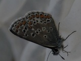 Sankthansblåvinge (Aricia artaxerxes)