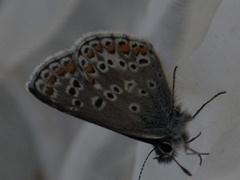 Mountain Argus (Aricia artaxerxes)