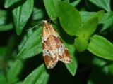 Fjellengpraktvikler (Phtheochroa vulneratana)