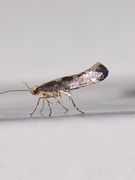 Apple Fruit Moth (Argyresthia conjugella)