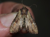 Kileengfly (Apamea crenata)