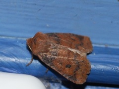 The Chestnut (Conistra vaccinii)