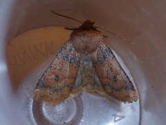 The Chestnut (Conistra vaccinii)