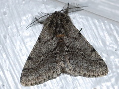Brindled Beauty (Lycia hirtaria)