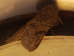 Clouded Drab (Orthosia incerta)