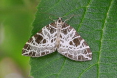 Nettmåler (Eustroma reticulata)