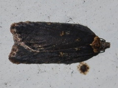 Seljeflatvikler (Acleris hastiana)